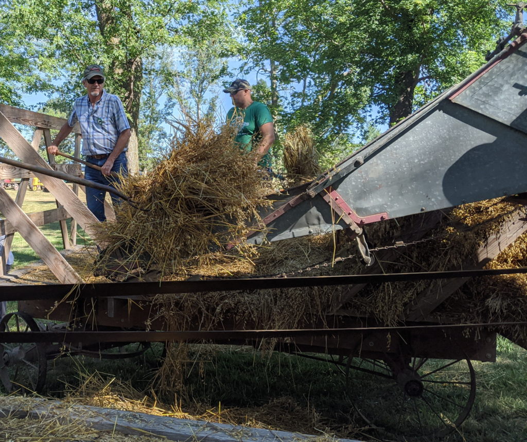 Tom feeding threshing machine